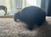 Mini Plush Lop