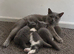 Grey kittens