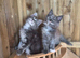 Pure Bred Maine Coon Kittens