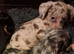 Jackawawa puppies