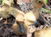 8 beautiful indian runner ducklings