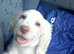 Female Cocker Spaniel Pup