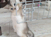 Registered Abyssinian Kittens
