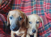 Dachshund X Jack Russell puppies