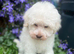 Beautiful Schnoodle Puppy  GIRL