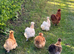 Silkie hens