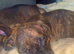 Mastiff cross