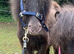 Two Beautiful Falabella Fillies For Sale