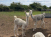 4 year old Llama and 1 year old Cria