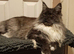 Pedigree Maine Coon kittens in Manchester