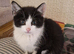 4x Beautiful Black and White Boy Kittens s