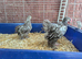 Rare pair of chocolate laced pekins available.