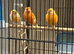 Canary