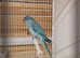 Indian ringneck 10 weeks old