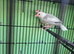 pair of pied Java sparrows