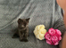 Mollys half ragdoll kittens, still two available tabby boy and black boy beautifull personalities very loving.