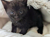 Pretty kittens, flead/wormed/litter trained/socialised/ happy and health  From &pound;80