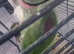 Alexandrian male talking parrot