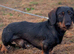 Teckel dog