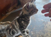 Beautiful TICA reg Golden tabby British shorthair
