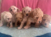 Beautiful maltipoo Puppies For Sale