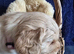 Beautiful hombred cockapoos