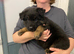 German shepherd puppies