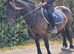 Super quality Dales cob