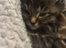 Half Maine coon
