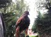 Male Harris Hawk