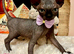 Sphynx kittens ready to leave