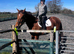 For full loan/share 16.3hh TB gelding