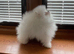 Amazing pure white KC puppies looking for lovely