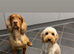 Handsome Show Cocker Spaniel Available at Stud