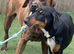 Doberman X English Bull Terrier
