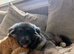 Ready now! GSD pups from KC and health tested parents