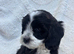 Health tested cockapoo puppies