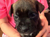 3 presa pups looking for there forever home