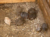 Beautiful Mini Quail