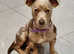 Jack 3Russel lilac & Chocolate Merlel for Stud