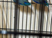 Baby parrotlets