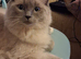 Two Ragdolls, 16months old, sadly need New Home
