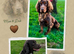 Champion bloodline F1B male chocolate sprocker pup. Ready to leave now