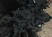 ULTRA BERNEDOODLES F1B reverse