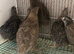 Quail females