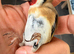 BBC rings 2025 male goldfinches