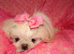 Gorgeous Babydoll KC Registered Korean Maltese Adult Girl