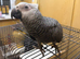 Hand reared Baby African grey