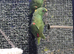 Beautiful condition talking and singing yellow naped honduras amazon breeding pair 2019 and 2020