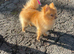 Beautiful Gold fox face Pom